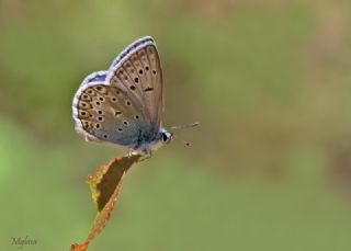 okgzl Hatay Mavisi (Polyommatus bollandi)
