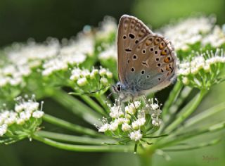 okgzl Hatay Mavisi (Polyommatus bollandi)