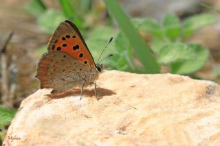 Benekli Bakr Gzeli (Lycaena phlaeas)