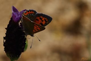 Benekli Bakr Gzeli (Lycaena phlaeas)