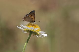Benekli Bak�r G�zeli&nbsp;(Lycaena&nbsp;phlaeas)