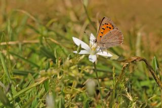 Benekli Bakr Gzeli (Lycaena phlaeas)