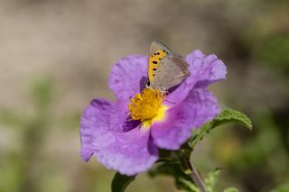 Benekli Bakr Gzeli (Lycaena phlaeas)