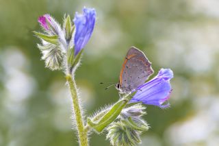 Benekli Bakr Gzeli (Lycaena phlaeas)