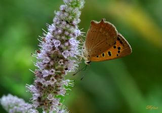 Benekli Bakr Gzeli (Lycaena phlaeas)