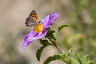 Benekli Bakr Gzeli (Lycaena phlaeas)