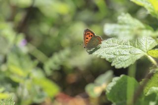 Benekli Bakr Gzeli (Lycaena phlaeas)