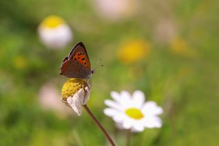 Benekli Bakr Gzeli (Lycaena phlaeas)