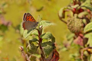 Benekli Bakr Gzeli (Lycaena phlaeas)