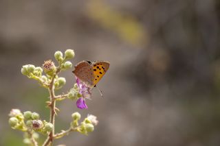 Benekli Bakr Gzeli (Lycaena phlaeas)