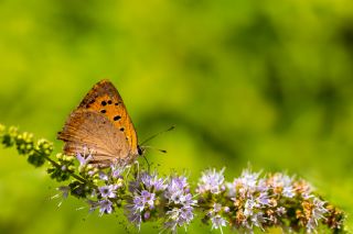 Benekli Bakr Gzeli (Lycaena phlaeas)