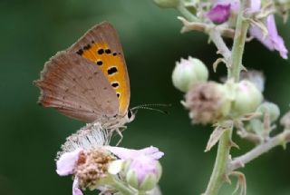 Benekli Bakr Gzeli (Lycaena phlaeas)