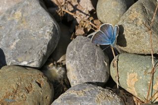 �okg�zl� �fikarmon&nbsp;(Polyommatus&nbsp;iphicarmon)