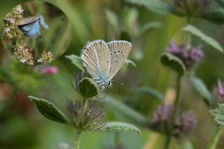 okgzl fikarmon (Polyommatus iphicarmon)