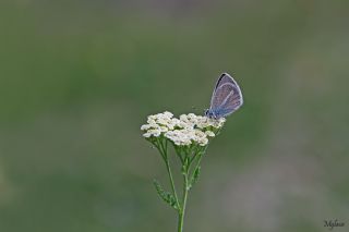�okg�zl� �fikarmon&nbsp;(Polyommatus&nbsp;iphicarmon)