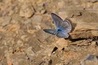 okgzl fikarmon (Polyommatus iphicarmon)