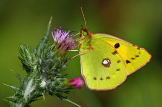 Sar Azamet (Colias croceus)