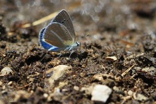 okgzl Teresya, Saimbeyli Mavisi (Polyommatus theresiae)