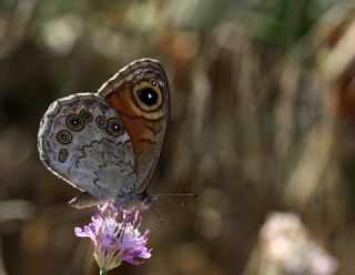 Esmerboncuk (Lasiommata maera)