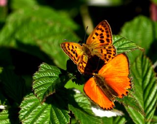 Orman Bakr Gzeli (Lycaena virgaureae)