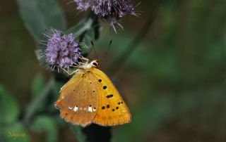 Orman Bakr Gzeli (Lycaena virgaureae)