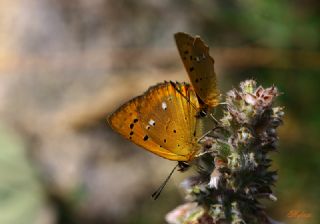 Orman Bakr Gzeli (Lycaena virgaureae)