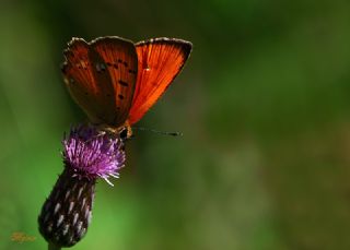 Orman Bakr Gzeli (Lycaena virgaureae)