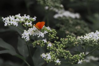 Orman Bakr Gzeli (Lycaena virgaureae)