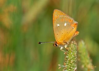 Orman Bakr Gzeli (Lycaena virgaureae)