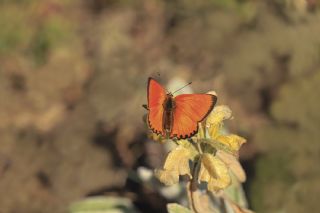 Orman Bakr Gzeli (Lycaena virgaureae)