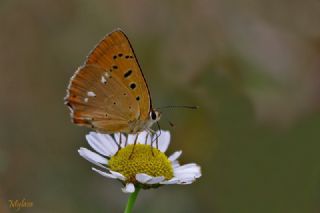 Orman Bakr Gzeli (Lycaena virgaureae)