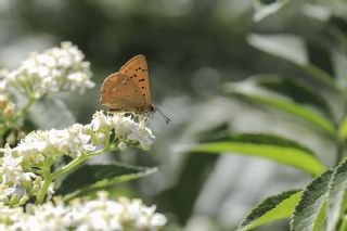 Orman Bakr Gzeli (Lycaena virgaureae)