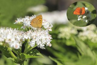 Orman Bakr Gzeli (Lycaena virgaureae)