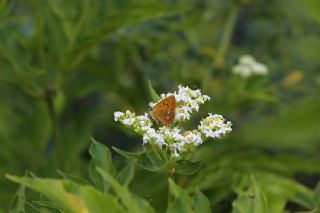 Orman Bakr Gzeli (Lycaena virgaureae)