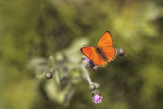 Orman Bakr Gzeli (Lycaena virgaureae)