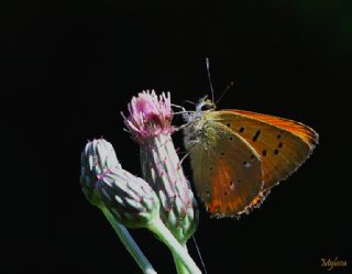 Orman Bakr Gzeli (Lycaena virgaureae)