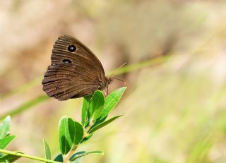 Kara Hayalet (Minois dryas)