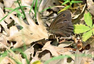 Kara Hayalet (Minois dryas)