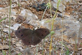 Kara Hayalet (Minois dryas)