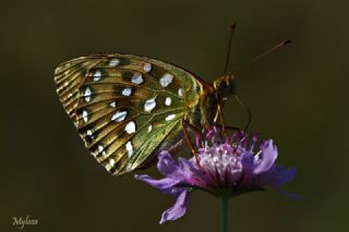 Gzel nci (Argynnis aglaja)