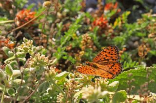 G�zel �nci&nbsp;(Argynnis&nbsp;aglaja)