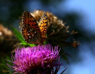 Gzel nci (Argynnis aglaja)