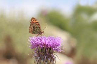 G�zel �nci&nbsp;(Argynnis&nbsp;aglaja)