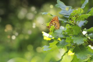 Gzel nci (Argynnis aglaja)