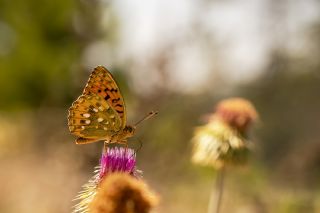 Gzel nci (Argynnis aglaja)