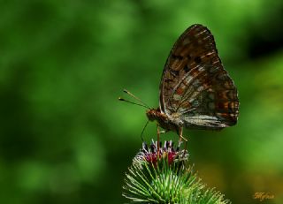 Byk nci (Argynnis adippe)