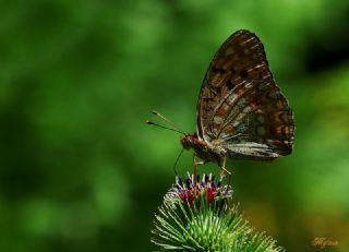 Byk nci (Fabriciana adippe)