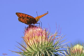 G�zel �nci&nbsp;(Argynnis&nbsp;aglaja)