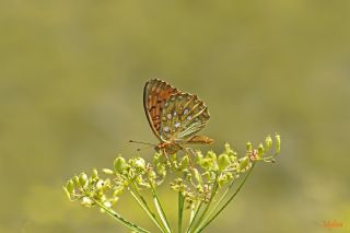 Gzel nci (Argynnis aglaja)