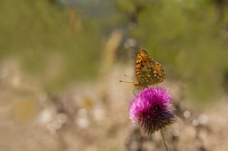 Gzel nci (Argynnis aglaja)